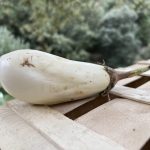 aubergines blanches