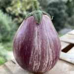 aubergines rayée