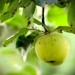 pommes reine des reinettes