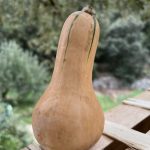 courges butternuts