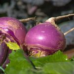 navets du jardin