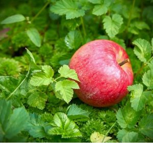 pommes pink