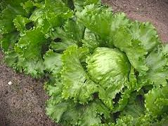 salades reine des glaces