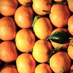 mandarines de scicile