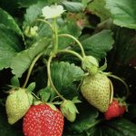 fraises gariguettes