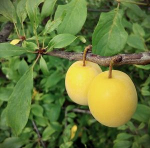 prunes reine claude