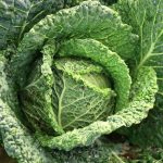 choux frisés