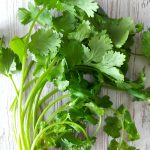 bouquet de coriandre