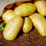 pomme de terre nouvelle