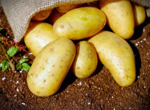 pomme de terre nouvelle