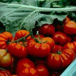 tomates marmande
