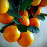 oranges de sicile