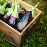 aubergines violettes
