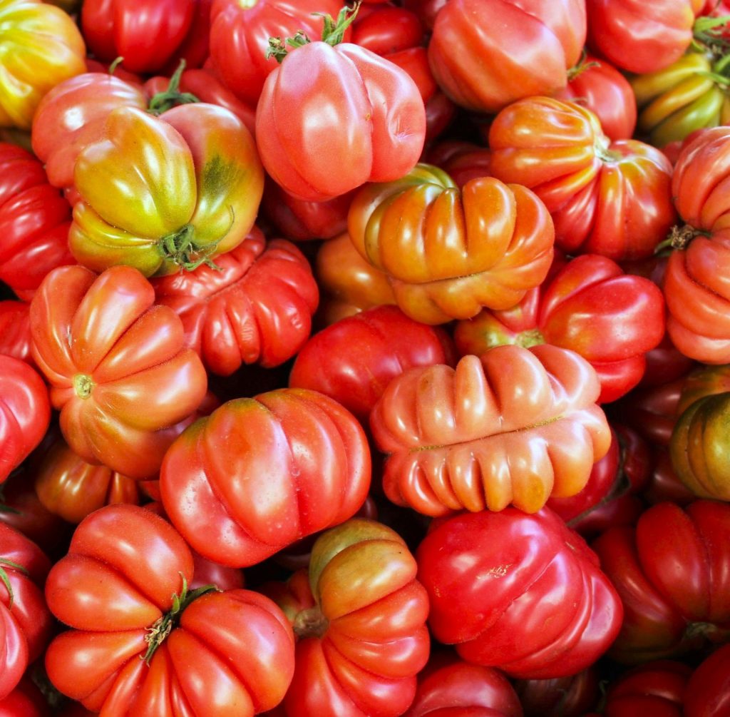 tomates cœur de bœuf