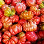 tomates cœur de bœuf